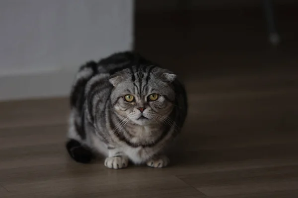 Sebuah Gambar Close Dari Kucing Domestik Yang Indah Duduk Lantai — Stok Foto