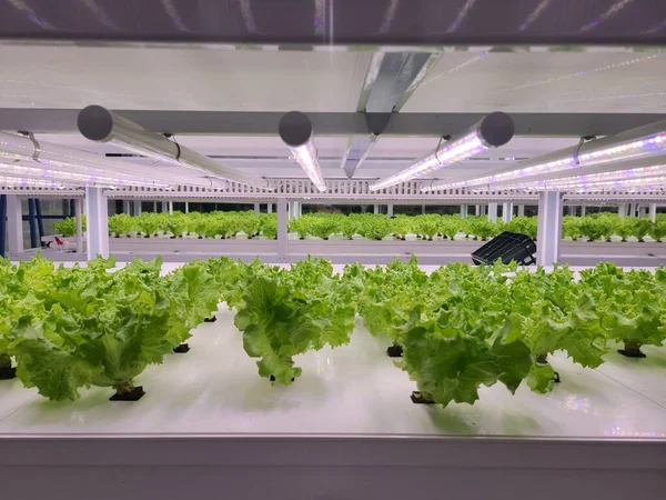 Çiftlikte Sebzeler Yetiştiriliyor Dikey Çiftlik Dikey Tarım Gelecekteki Gıdalar Için — Stok fotoğraf