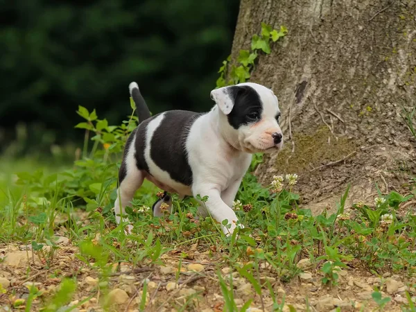 Selektywne Ujęcie Uroczej Amerykańskiej Staffordshire Terrier Świeżym Powietrzu — Zdjęcie stockowe