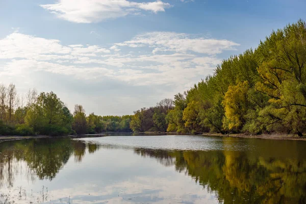 湖の近くの明るい緑の木の美しいショット — ストック写真