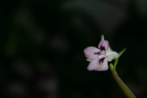 Μια Επιλεκτική Εστίαση Ενός Ευαίσθητου Φυτού Προσευχής Maranta Leuconeura Λουλούδι — Φωτογραφία Αρχείου
