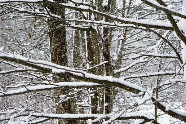 Ένα Κοντινό Πλάνο Γυμνών Δέντρων Στο Δάσος Καλυμμένων Χιόνι Χειμωνιάτικη — Φωτογραφία Αρχείου