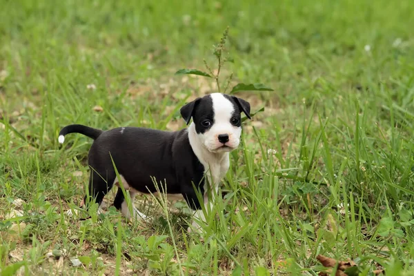 Güzel Bir American Staffordshire Terrier Filminin Seçici Odak Noktası — Stok fotoğraf