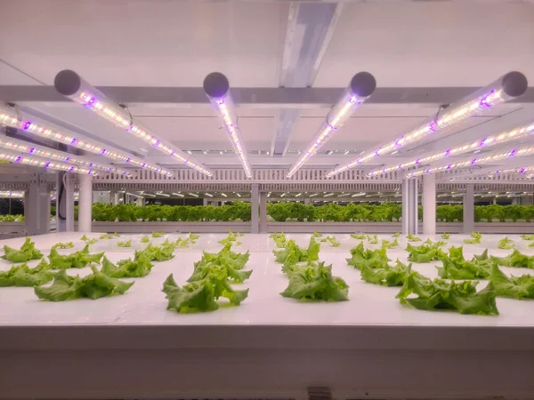 Les Légumes Poussent Dans Ferme Intérieure Ferme Verticale Agriculture Verticale — Photo