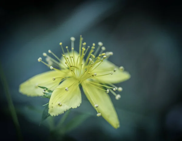 Szelektív Fókusz Felvétel Egy Egzotikus Sárga Virág Vékony Hosszú Pollenek — Stock Fotó