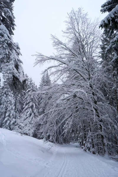 Tiro Vertical Belo Caminho Cercado Por Árvores Cobertas Neve Floresta — Fotografia de Stock