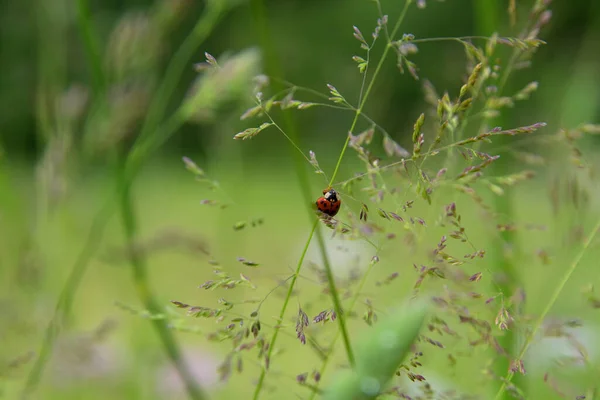 Zbliżenie Ujęcie Biedronki Dzikiej Trawie Zielonym Rozmytym Tle — Zdjęcie stockowe