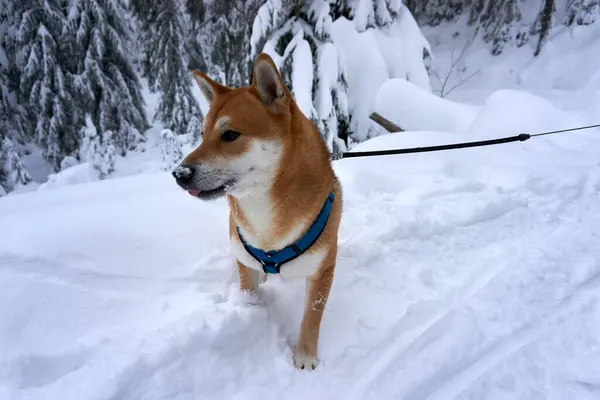 Shiba Inu Nun Kış Ormanındaki Güzel Köpeğinin Seçici Odak Noktası — Stok fotoğraf