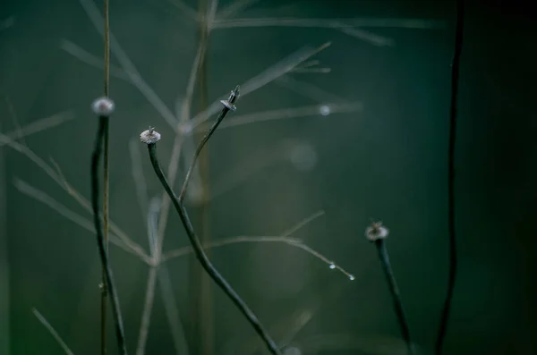 野生干植物的选择性集中拍摄 — 图库照片