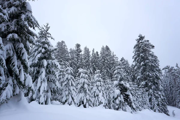 Eine Faszinierende Aufnahme Wunderschöner Schneebedeckter Bäume Wald — Stockfoto