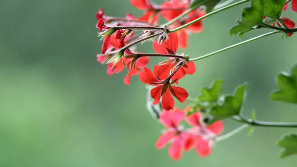 Une Mise Point Sélective Verticale Fleurs Géranium Rouge — Photo