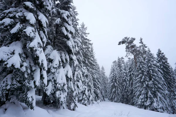 Tiro Fascinante Belas Árvores Cobertas Neve Floresta — Fotografia de Stock