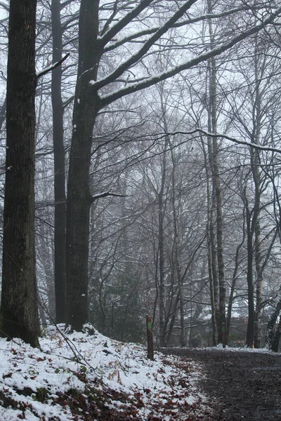 Plano Vertical Estrecho Sendero Bosque Con Nieve Durante Invierno —  Fotos de Stock