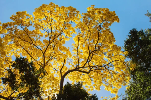 在蓝天的映衬下 一颗明亮的黄树的低角度射击 — 图库照片