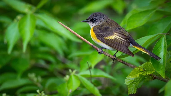 Redstart Americano Durante Migración Primavera Setophaga Ruticilla — Foto de Stock