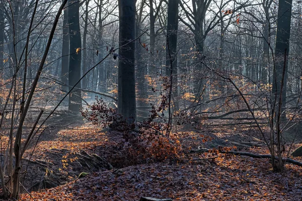 Vackra Fallna Träd Skog Varm Höstdag Med Solstrålar Som Tränger — Stockfoto