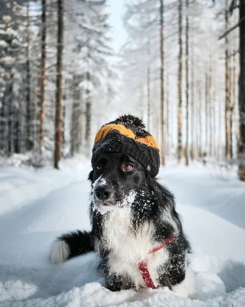 Вертикальный Снимок Черно Белой Колли Теплой Шляпе Зимнем Лесу — стоковое фото