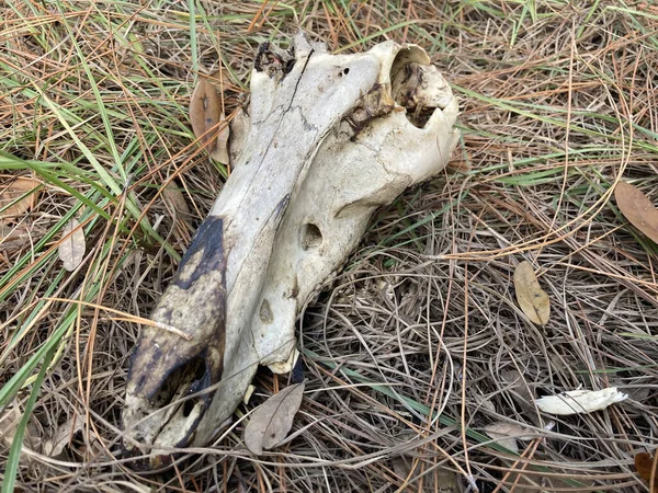 Closeup Shot Dog Skull Grass — Stock Photo, Image