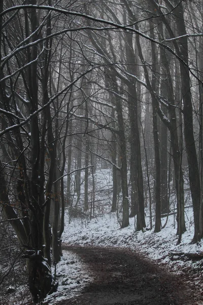 Plano Vertical Estrecho Sendero Bosque Con Nieve Durante Invierno — Foto de Stock