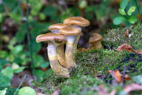 Selektiv Fokusbild Små Vilda Svampar Som Växer Skog — Stockfoto