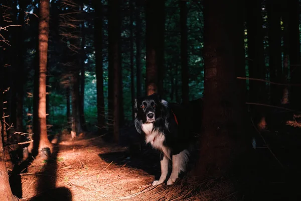 Szelektív Fókusz Lövés Fekete Fehér Határ Collie Erdőben — Stock Fotó