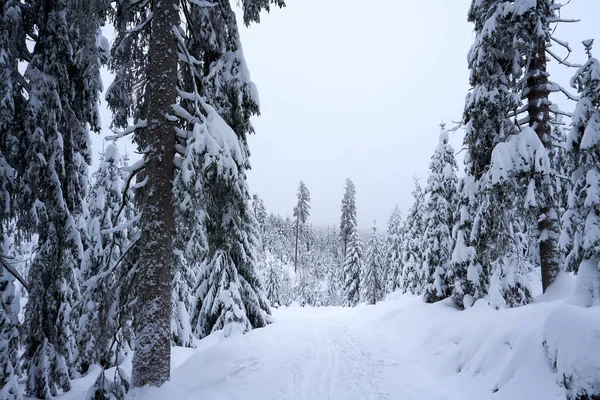 Ein Schöner Weg Umgeben Von Schneebedeckten Bäumen Wald — Stockfoto