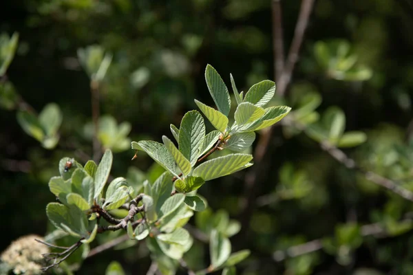 Focus Selettivo Piccole Foglie Verdi Sui Rami Albero — Foto Stock