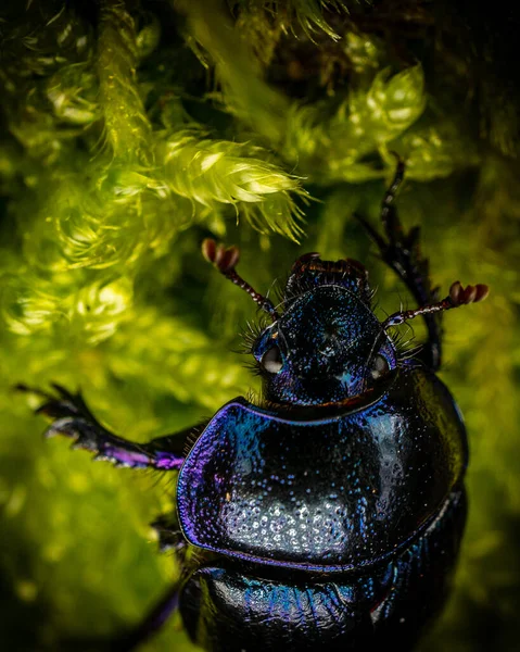 Tiro Close Besouro Azul Escuro Folhas Verdes — Fotografia de Stock