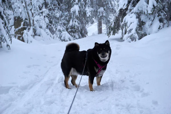 冬の森の中の美しい柴犬 — ストック写真