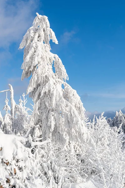 Vertikal Bild Vackra Snöiga Träd Schwarzwald Bergen Tyskland — Stockfoto