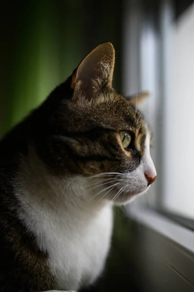 Vertical Shot Cute Cat Looking Out Window — Stock Photo, Image