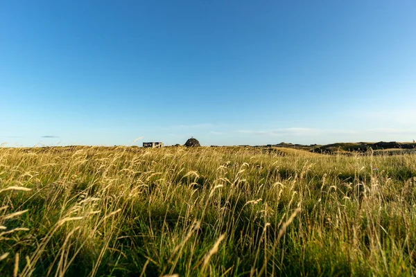 Eine Schöne Aufnahme Von Einem Federwiese Der Landschaft Vor Blauem — Stockfoto