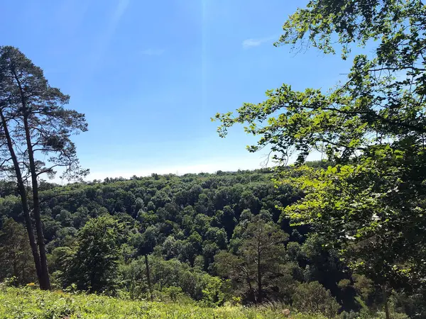 Uma Bela Floresta Densa Sob Céu Azul Ensolarado — Fotografia de Stock