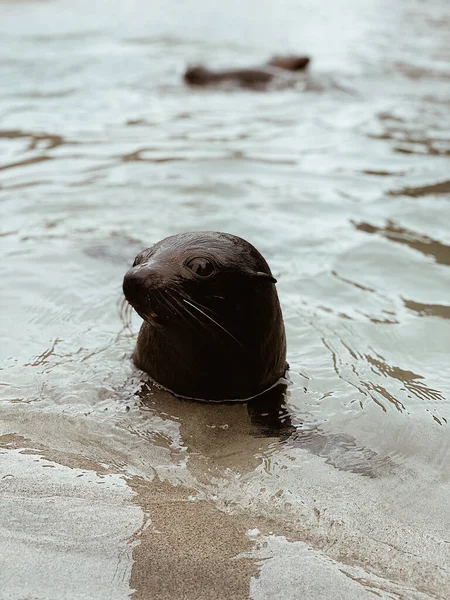 Een Verticaal Schot Van Een Otter Kust — Stockfoto