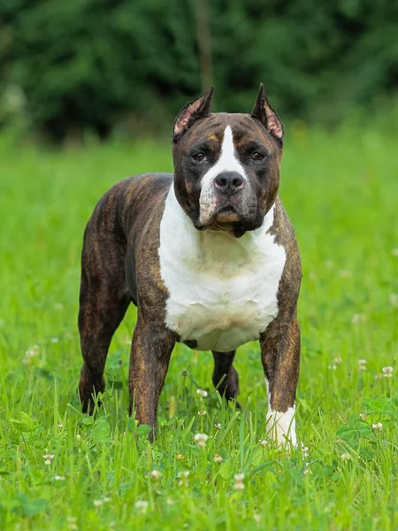 Een Selectieve Focus Shot Van Een Schattig Amerikaans Staffordshire Terrier — Stockfoto
