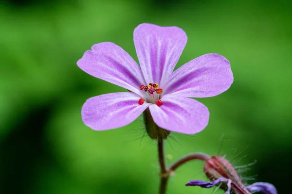 Eine Selektive Fokusaufnahme Blühender Krautrobert Blume Einem Wald — Stockfoto