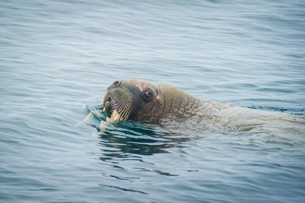 一只海象在北冰洋的弗朗茨约瑟夫岛上游泳 — 图库照片