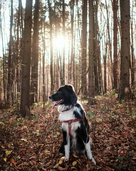 Tiro Vertical Collie Borda Preto Branco Uma Floresta Outono — Fotografia de Stock