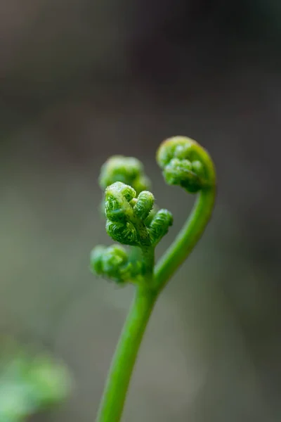 Ένα Κάθετο Πλάνο Ενός Εξωτικού Φυτού Σγουρά Πράσινα Φύλλα Τροπικά — Φωτογραφία Αρχείου