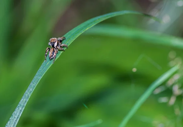 一只奇异昆虫坐在薄薄的叶子上的选择性聚焦镜头 — 图库照片