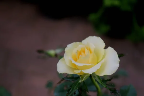Closeup Single White Yellow Rose Blossom Soft Blur Side View — Stock Photo, Image