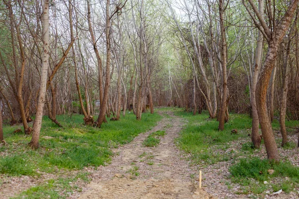 Vacker Bild Stig Genom Skog — Stockfoto