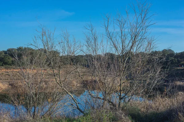 Vedute Della Natura Campo San Isidro Dehesa Badajoz Estremadura Spagna — Foto Stock