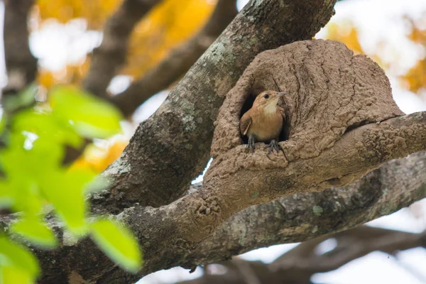 Luz Sol Posar Mourning Dove — Fotografia de Stock