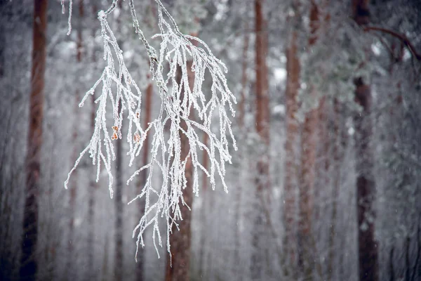 Uma Bela Foto Árvores Cobertas Neve — Fotografia de Stock