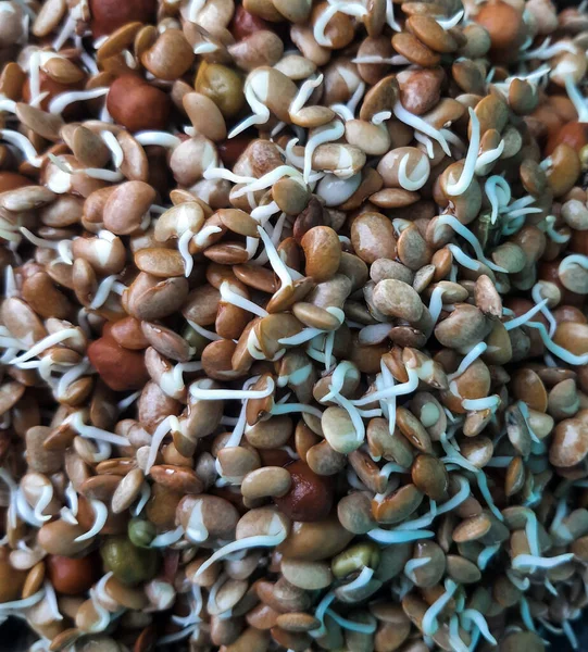 Closeup Shot Pile Fresh Sprouts — Stock Photo, Image