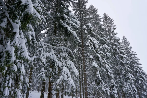 森林中美丽的白雪覆盖的树木的迷人的镜头 — 图库照片