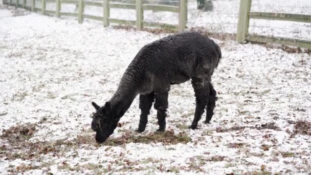 Een Jonge Zwarte Alpaca Sneeuw — Stockvideo