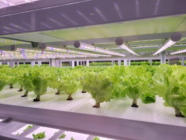 Vegetables are growing in indoor farm(vertical farm). Vertical farming is sustainable agriculture for future food and used for plant vaccine. clipart