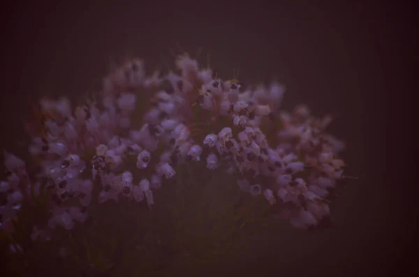 水滴のある野生の紫色の花の選択的な焦点ショット — ストック写真